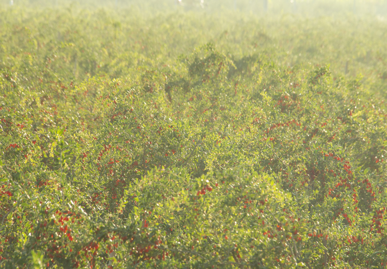 ȫ�a�I朵ġ�����������